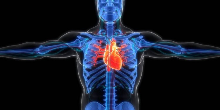 Afinal, usar anabolizantes faz o coração ficar musculoso? Saiba tudo!