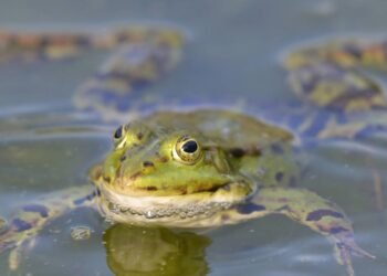 Nova espécie de sapo é descoberta e impressiona com aparência de chocolate