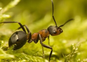 Afinal, comer formiga faz bem para a visão?