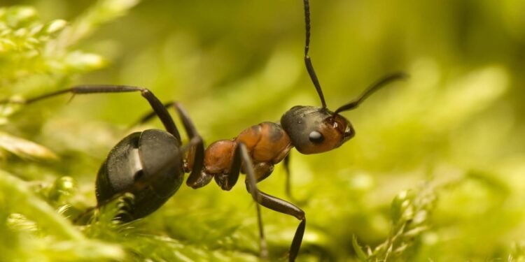 Afinal, comer formiga faz bem para a visão?
