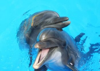 Os golfinhos dão nomes uns aos outros — e sabem quando estão sendo chamados