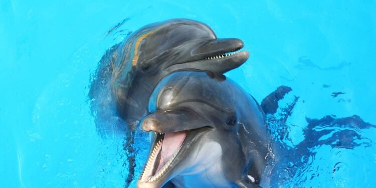 Os golfinhos dão nomes uns aos outros — e sabem quando estão sendo chamados