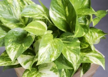 Potus: conheça a planta que ajuda a reduzir alergias