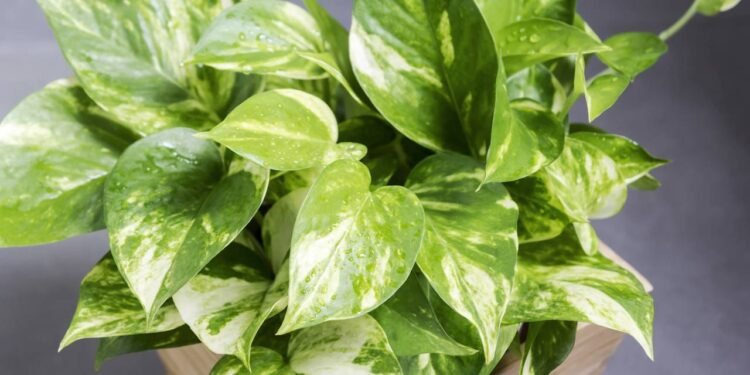 Potus: conheça a planta que ajuda a reduzir alergias