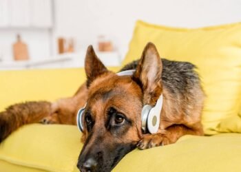 Músicas para pets? Saiba como pode influenciar cães e gatos