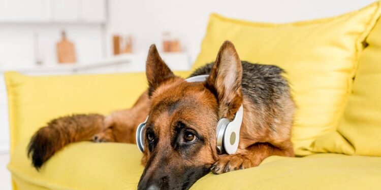 Músicas para pets? Saiba como pode influenciar cães e gatos