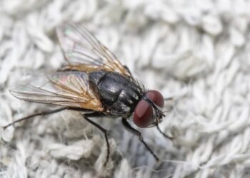 Aprenda a eliminar moscas de casa sem venenos