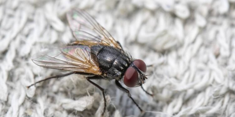 Aprenda a eliminar moscas de casa sem venenos