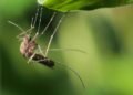 Repelente natural: conheça a planta que afasta os mosquitos