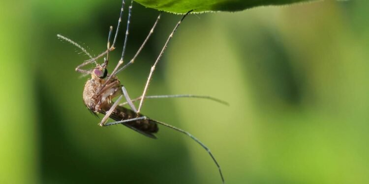 Repelente natural: conheça a planta que afasta os mosquitos