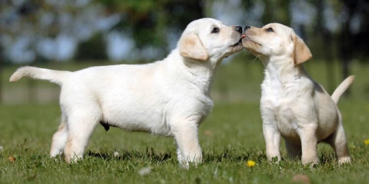 Créditos: depositphotos.com / okeanas