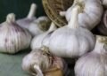 Cascas de alho: saiba como podem fortalecer suas plantas