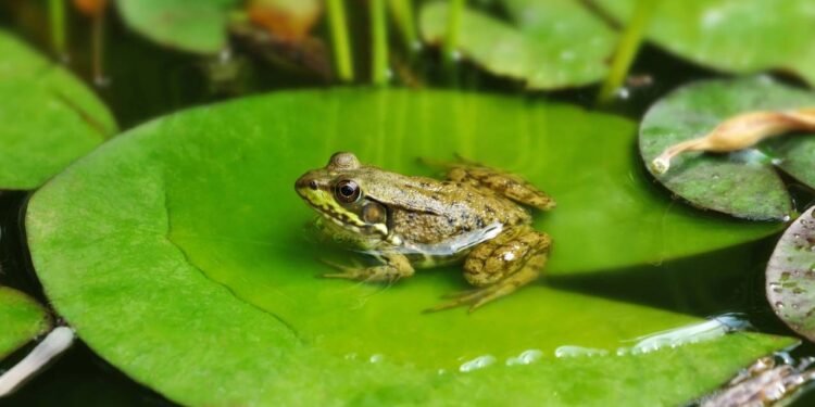 Créditos: depositphotos.com / svetas