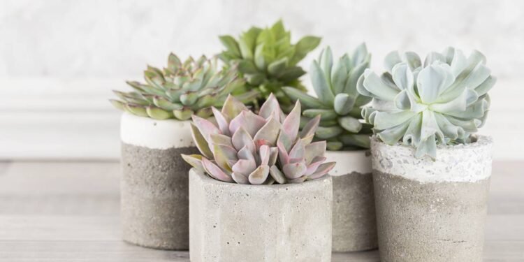 Confira erros comuns que podem estar matando suas suculentas