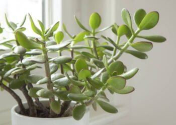 Dica: conheça os benefícios de colocar açúcar na suculenta