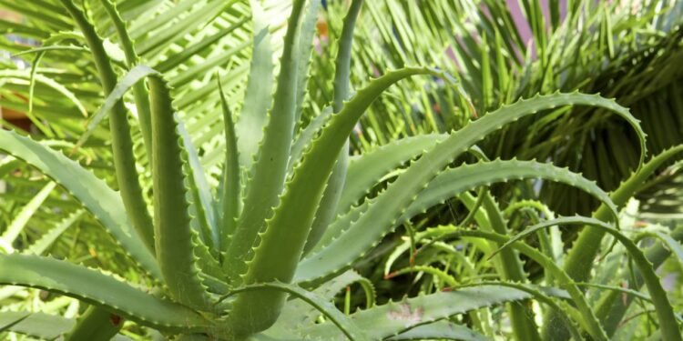 Créditos: depositphotos.com / swkunst