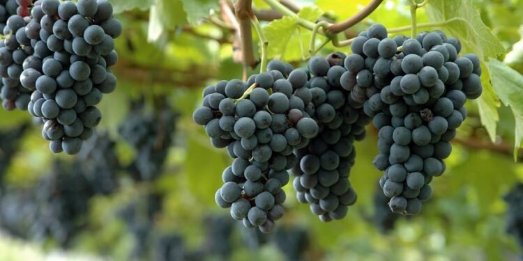 Comer uva roxa todos os dias pode retardar o envelhecimento? Descubra!