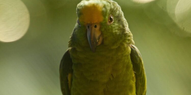 Papagaios têm sotaque: entenda como eles imitam o jeito de falar dos humanos