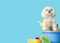 Kärcher Pet Clean: conheça o aparelho que facilita a higiene do seu pet