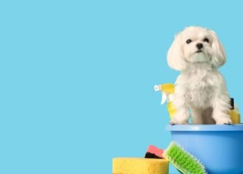 Kärcher Pet Clean: conheça o aparelho que facilita a higiene do seu pet