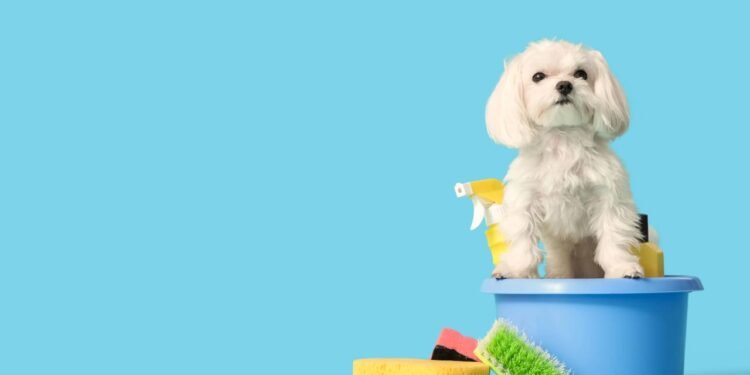 Kärcher Pet Clean: conheça o aparelho que facilita a higiene do seu pet