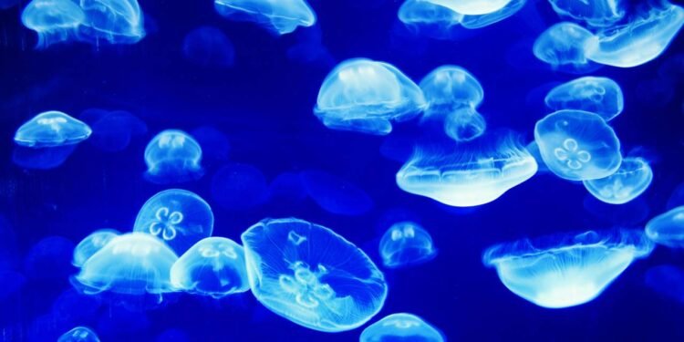 Por que a água-viva queima, mesmo morta na praia? Saiba tudo!