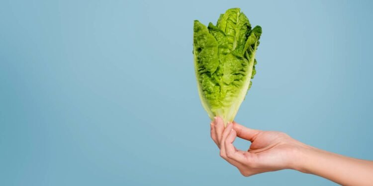 Por que a alface cresce tão rápido e tem tão poucas calorias?