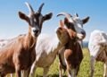 Cabras desmaiam de susto? Descubra o que está por trás do fenômeno