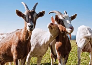 Cabras desmaiam de susto? Descubra o que está por trás do fenômeno