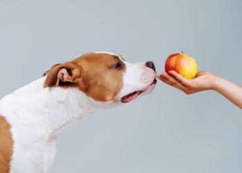 Frutas 'inocentes' que cachorros não podem consumir de forma alguma