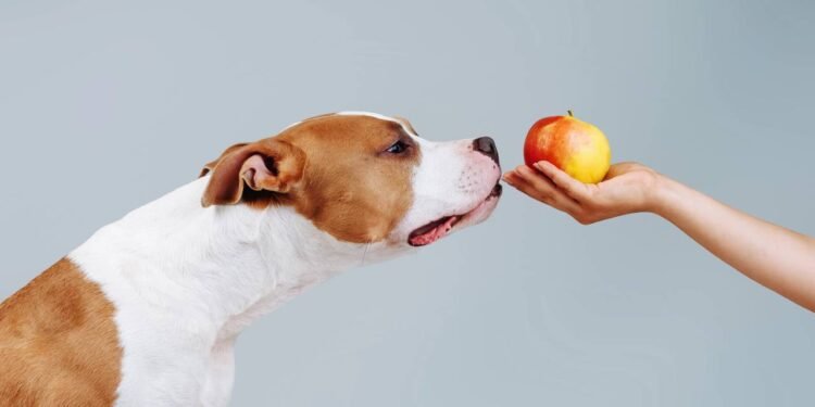 Frutas 'inocentes' que cachorros não podem consumir de forma alguma