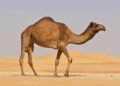 Como os camelos sobrevivem semanas sem água?