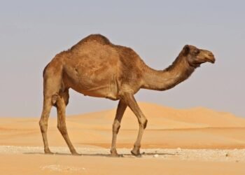 Como os camelos sobrevivem semanas sem água?