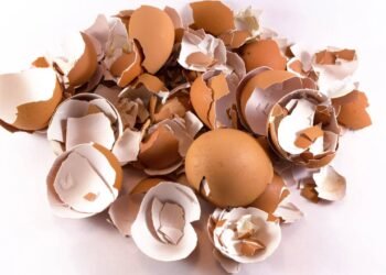 Descubra como cascas de ovo fortalecem suas plantas contra doenças