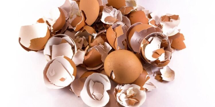 Descubra como cascas de ovo fortalecem suas plantas contra doenças