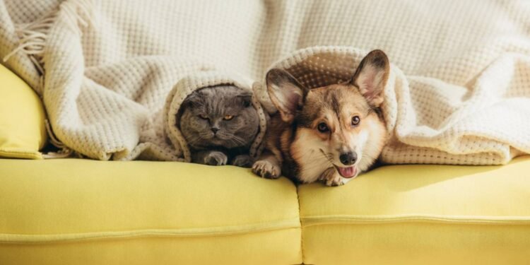 Gatos vs. cachorros: como eles nos veem de forma radicalmente diferente