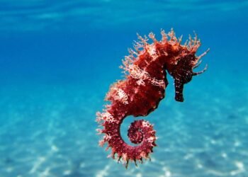 Como o cavalo-marinho macho fica “grávido”? Entenda