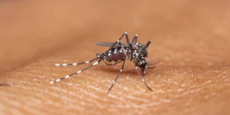 Por que os sintomas da dengue não aparecem em algumas pessoas?