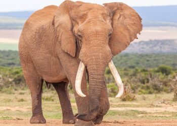 Elefantes têm medo de abelhas e o motivo é surpreendente