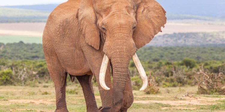 Elefantes têm medo de abelhas e o motivo é surpreendente