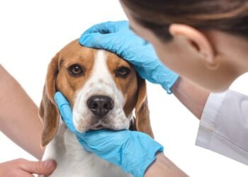 Por que o focinho dos cachorros está sempre úmido?