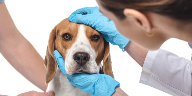 Por que o focinho dos cachorros está sempre úmido?