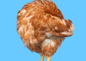 Por que as galinhas continuam correndo mesmo depois de perderem a cabeça?