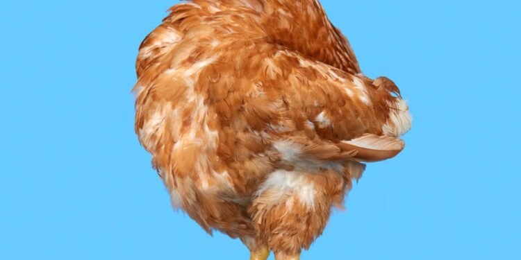 Por que as galinhas continuam correndo mesmo depois de perderem a cabeça?