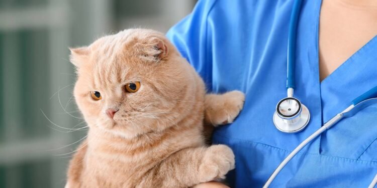 5 alimentos comuns que podem ser perigosos para gatos