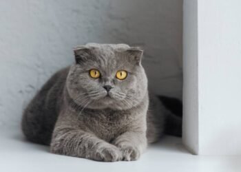 Você sabe por que os gatos sempre caem de pé?