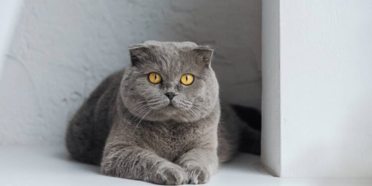 Créditos: depositphotos.com / ViktoriaSapata