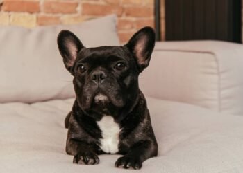 Animais com pelos pretos sofrem mais calor? Especialistas respondem