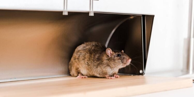 Ratos em casa? Conheça fruta que pode afastar os roedores