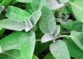 Sálvia: conheça a planta que ajuda a controlar a glicose